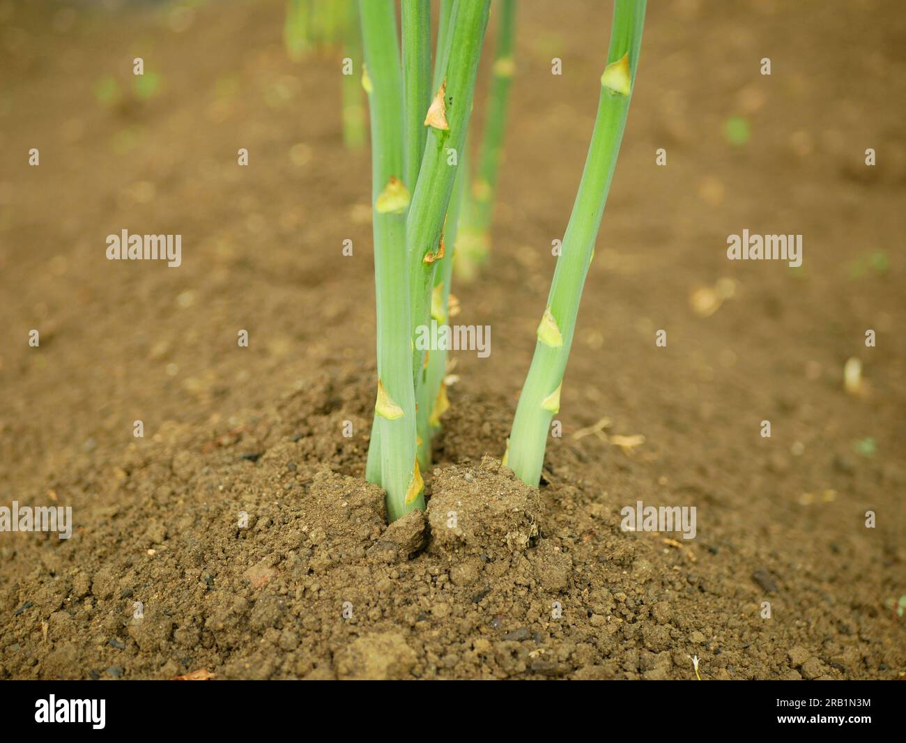 Asparagus bio green harvest Asparagus officinalis farmer farming greenhouse folio and