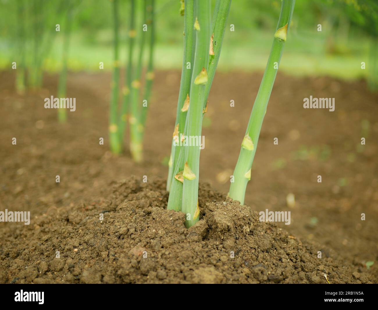Asparagus bio green harvest Asparagus officinalis farmer farming greenhouse folio and