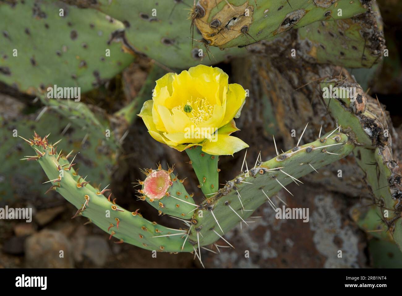 Close-up prickly pear cactus  yellow bloom in Big Bend National Park Stock Photo