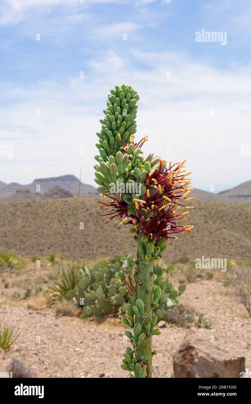 Shin Dagger (Agave lechuguilla Torr.) stalk  in bloom on the Chihuahuan Desert in Big Bend National Park Stock Photo