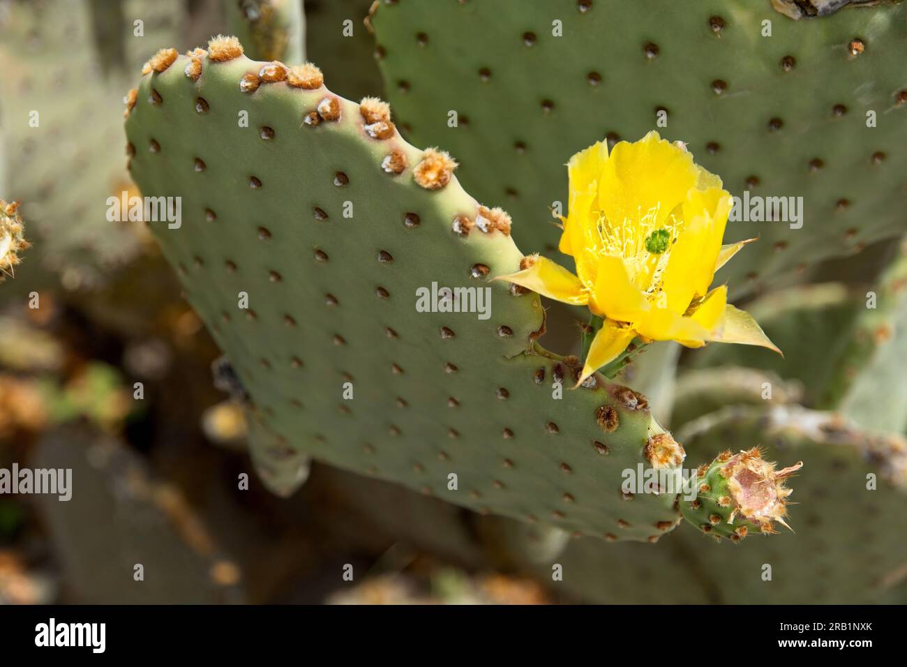 Close-up prickly pear cactus (Opuntia strigil) bright yellow bloom in Big Bend National Park Stock Photo