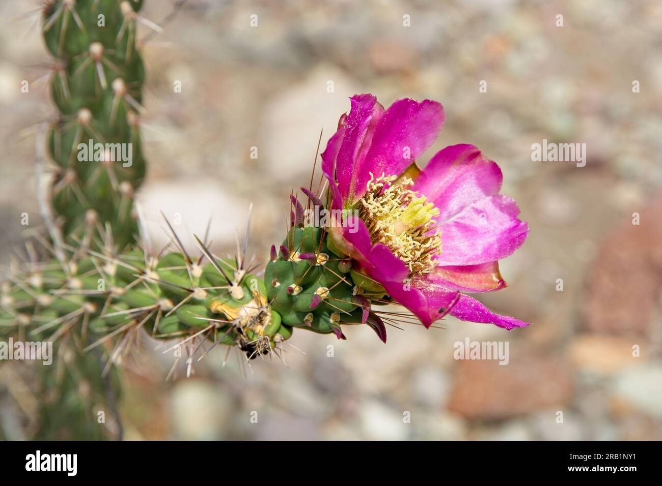 Close-up cane cholla cactus (Cylindropuntia imbricata) magenta bloom in Chihuahuan desert. Stock Photo
