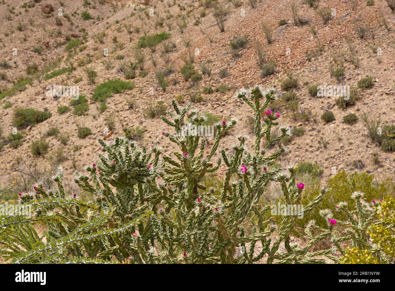 Close-up cane cholla cacti (Cylindropuntia imbricata) in bloom on Chihuahua desert hillside Stock Photo