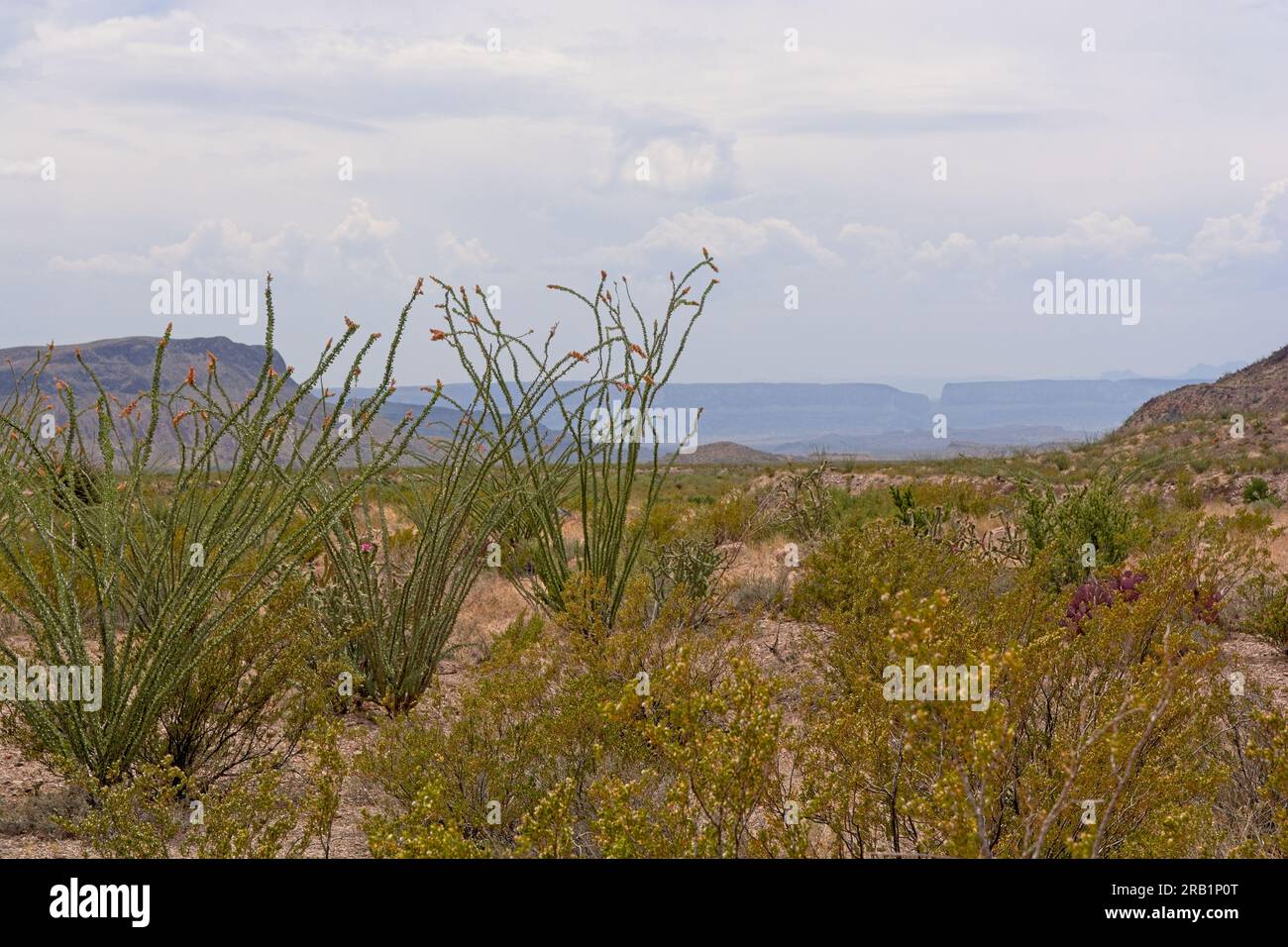 Ocotillo (Fouquieria splendens) stand over field of creosote bush (Larrea tridentata) and purple prickly pear cactus (Opuntia macrocentra) in Chihuahu Stock Photo