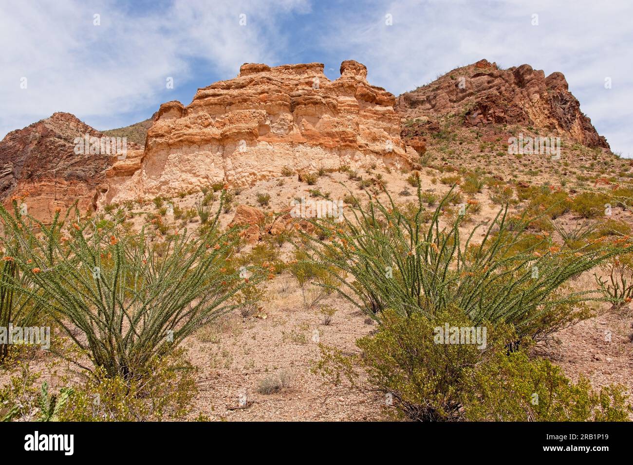 Ocotillo cactus stand before eroding mesa in Chihuahuan desert of Big Bend National Park Stock Photo