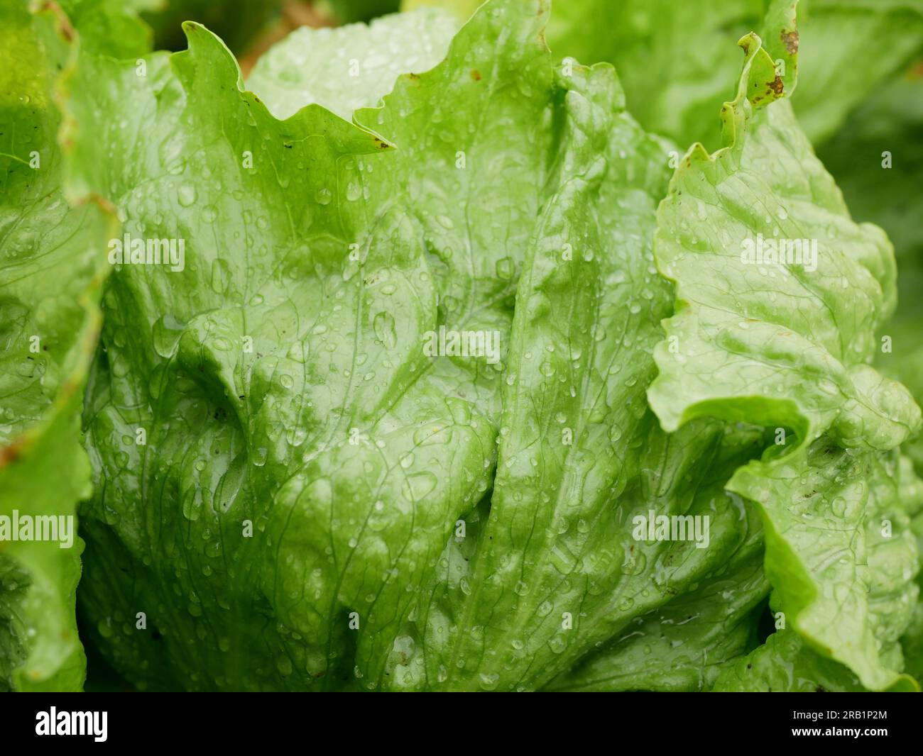 Iceberg green lettuce farm dew drops rain fresh waterleaves bio curly