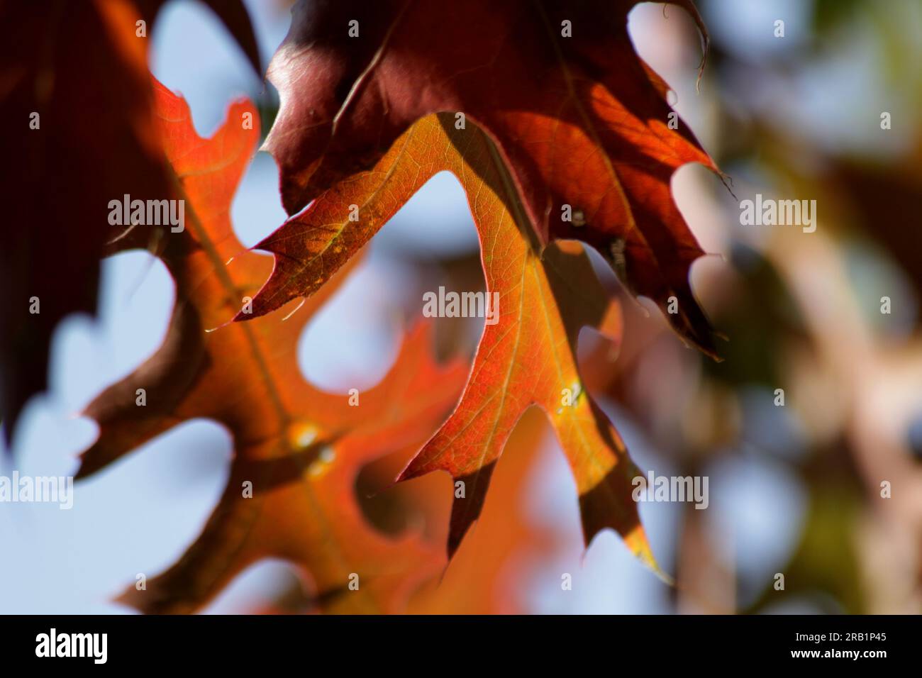 A close-up of Fall Leaves Stock Photo