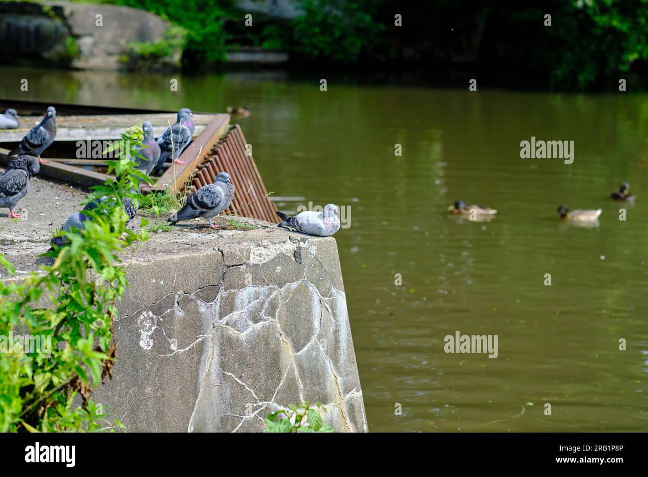 Pigeons resting on a dam of a pond in a city park on a sunny day. Sitting on a concrete barrage near water. Stock Photo
