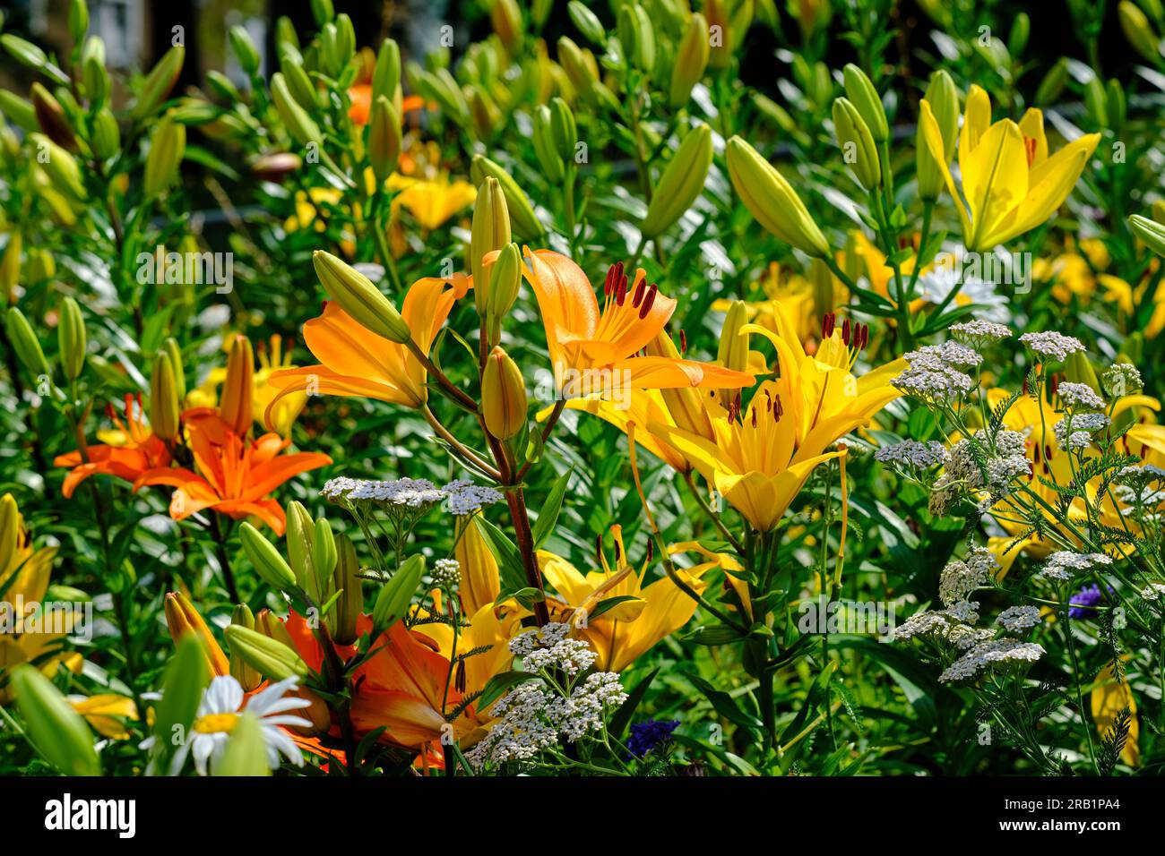 Colorful orange-yellow lily and other flowers blooming in the garden on a sunny day. Summer meadow concept. Close-up view. Stock Photo