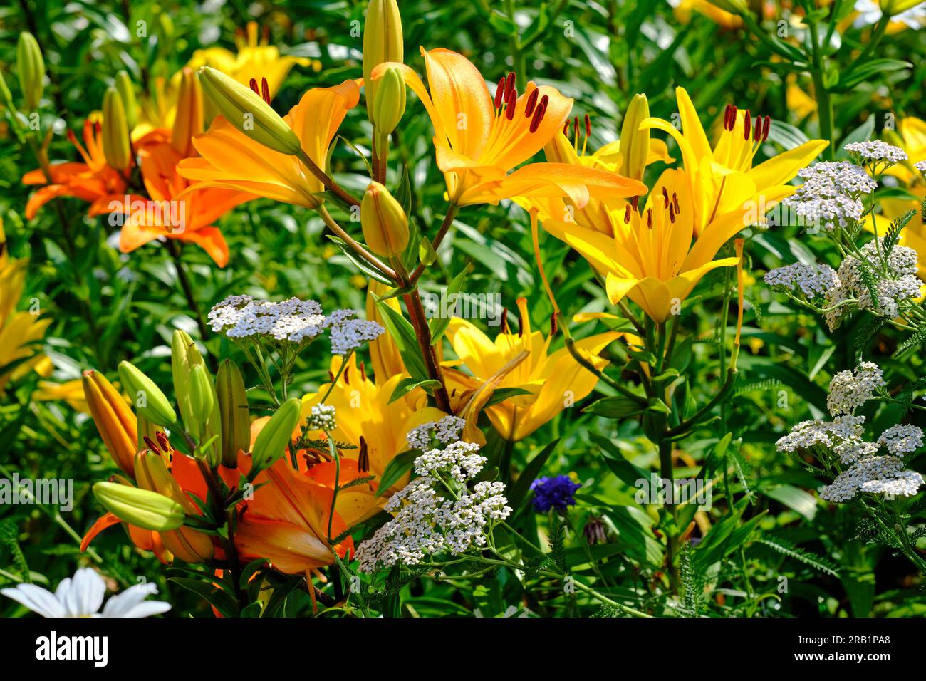 Colorful orange-yellow lily and other flowers blooming in the garden on a sunny day. Summer meadow concept. Close-up view. Stock Photo