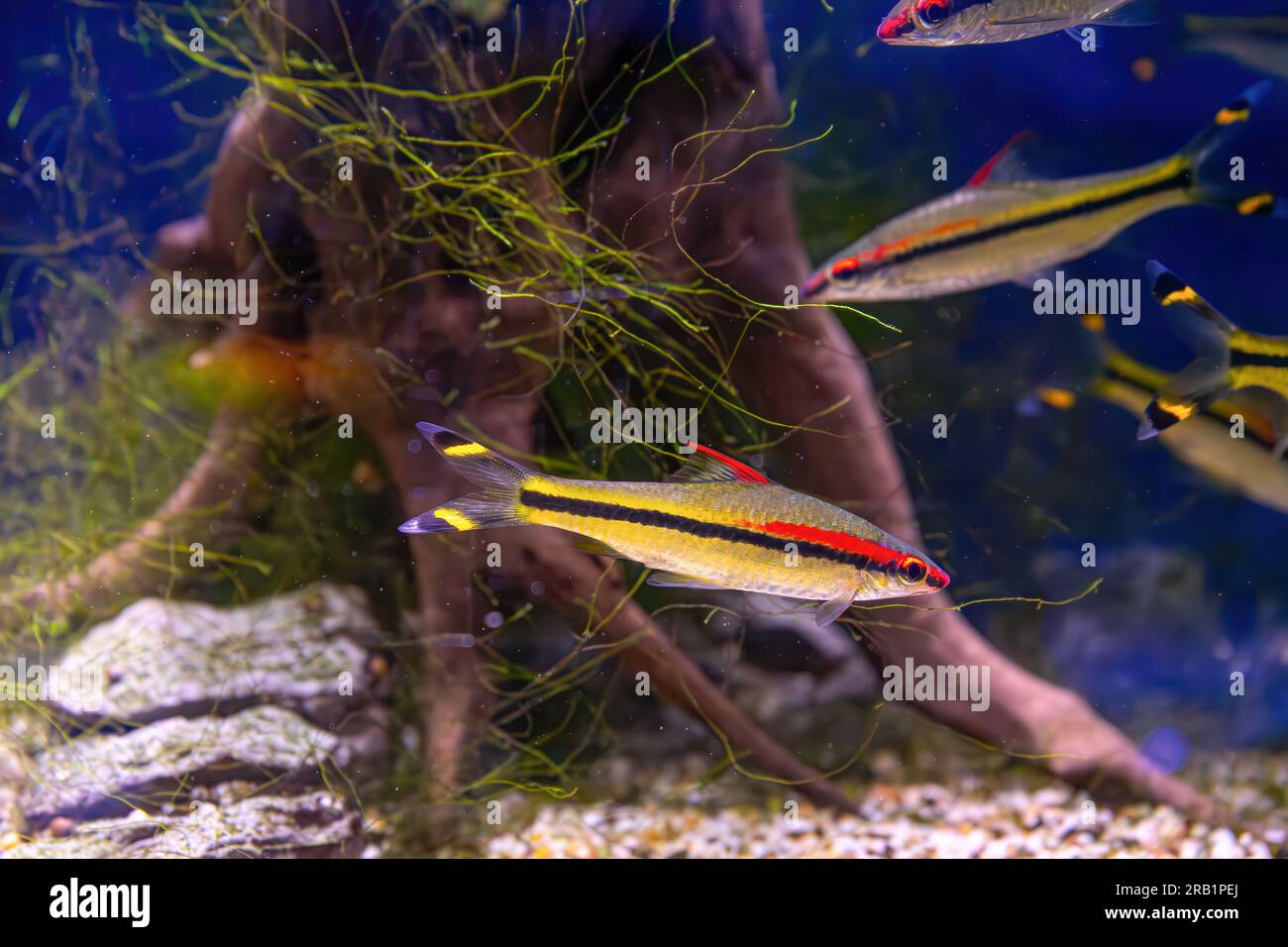 Melanotaenia australis, rainbowfish swimming in aquarium pool with green seaweed. Famous fresh water fish for aquarium hobby. Aquatic organism, underw Stock Photo