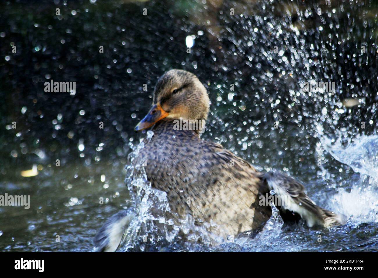 A duck is splashing in the water. Stock Photo