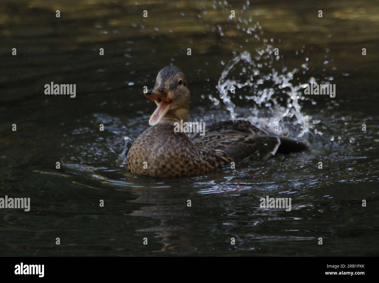 A duck splashes in the water and has its beak open. Stock Photo