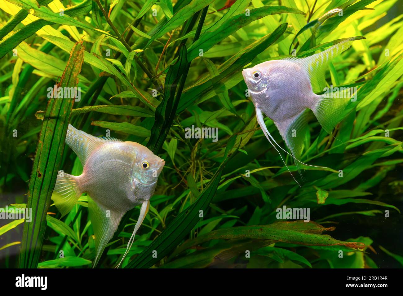 Tropical fish Pterophyllum scalare altum, angelfish swimming in aquarium water wtih green algae. Two white silver fishes in oceanarium pool. Aquatic o Stock Photo