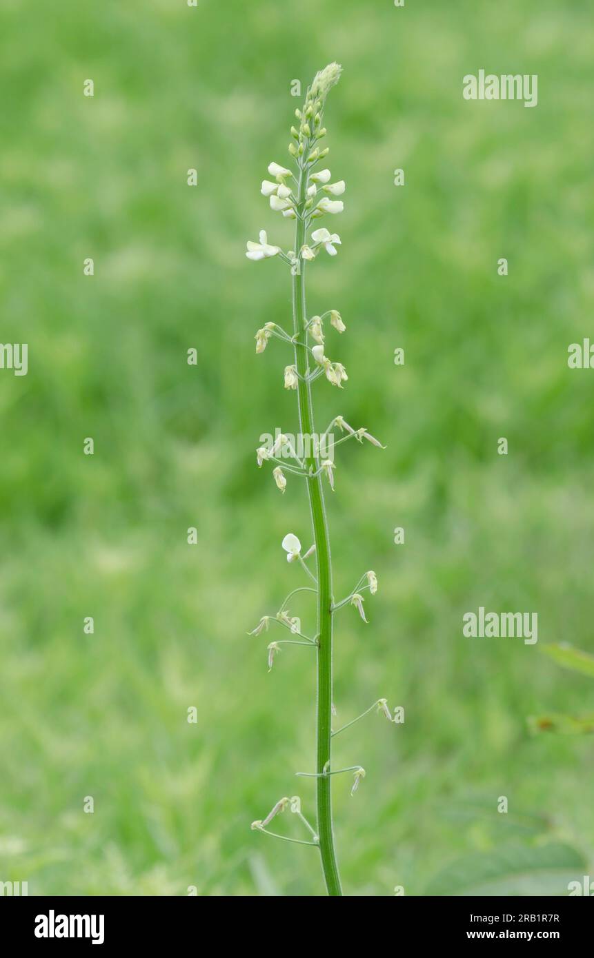 Tweedy's Ticktrefoil, Desmodium tweedyi Stock Photo