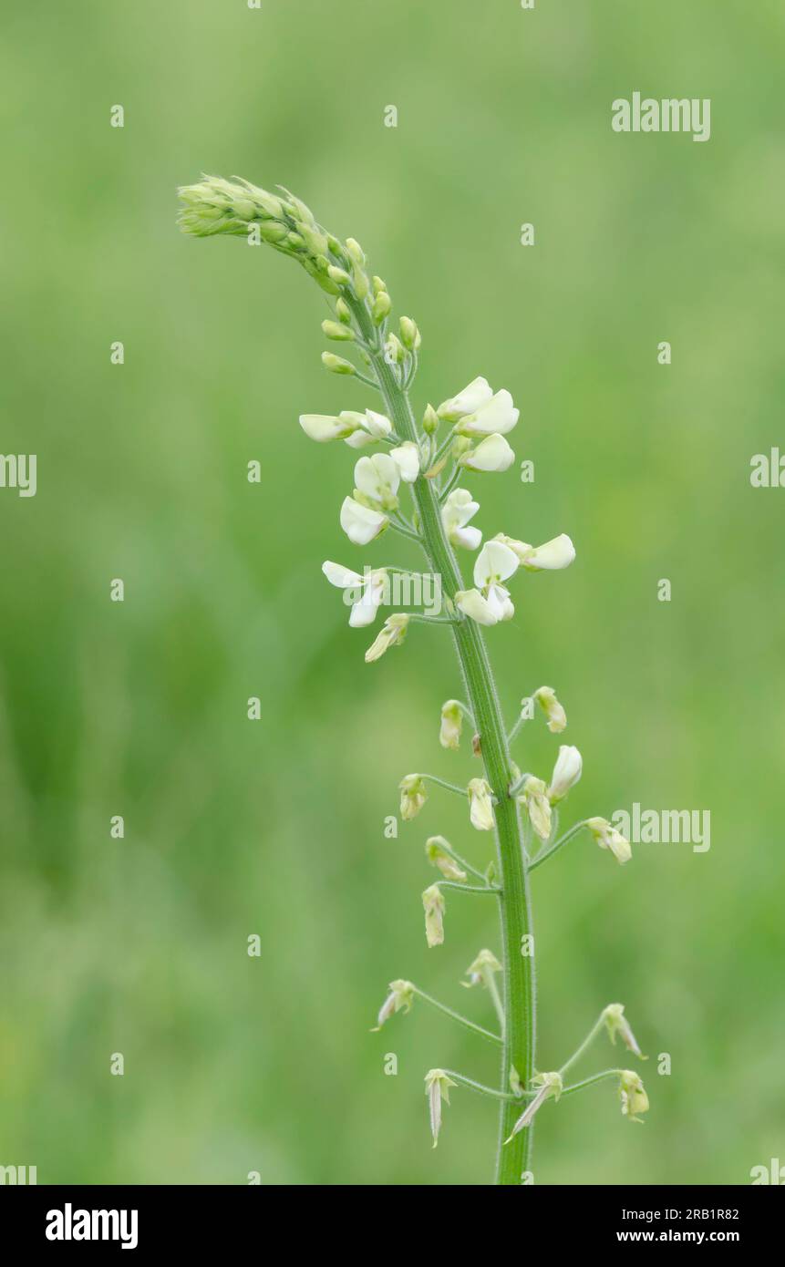 Tweedy's Ticktrefoil, Desmodium tweedyi Stock Photo