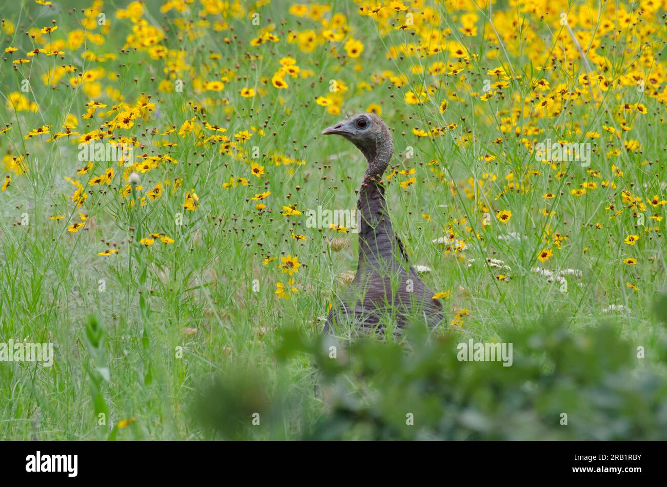 Wild Turkey, Meleagris gallopavo, hen in field of Plains Coreopsis, Coreopsis tinctoria Stock Photo