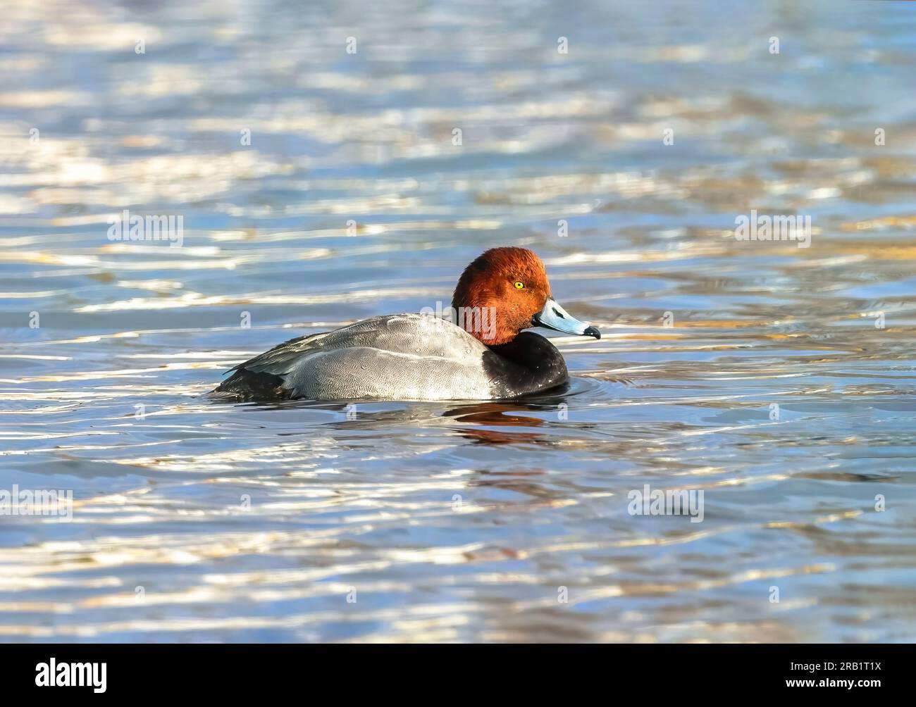 A Redhead drake duck floating in a lake and bathed with the glow of a late afternoon sun. Stock Photo