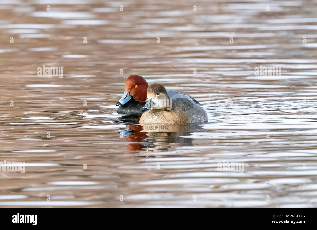 A Redhead duck couple floating alongside each other contentedly in a lake. Stock Photo