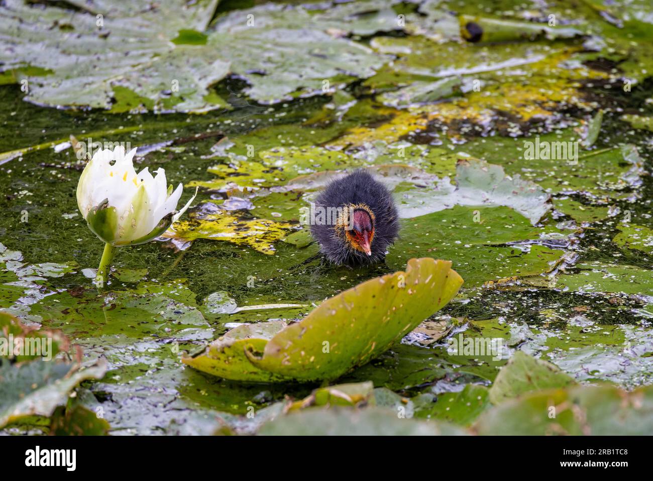 Small baby Coot walking on green lily pads on water surface alongside