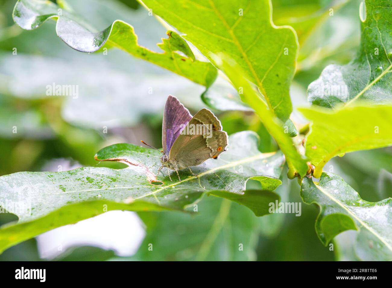 Purple Hairstreak butterfly Favonius quercus  on oak leaves at the Butterfly Conservation nature reserve at Prees Heath  Shropshire Stock Photo