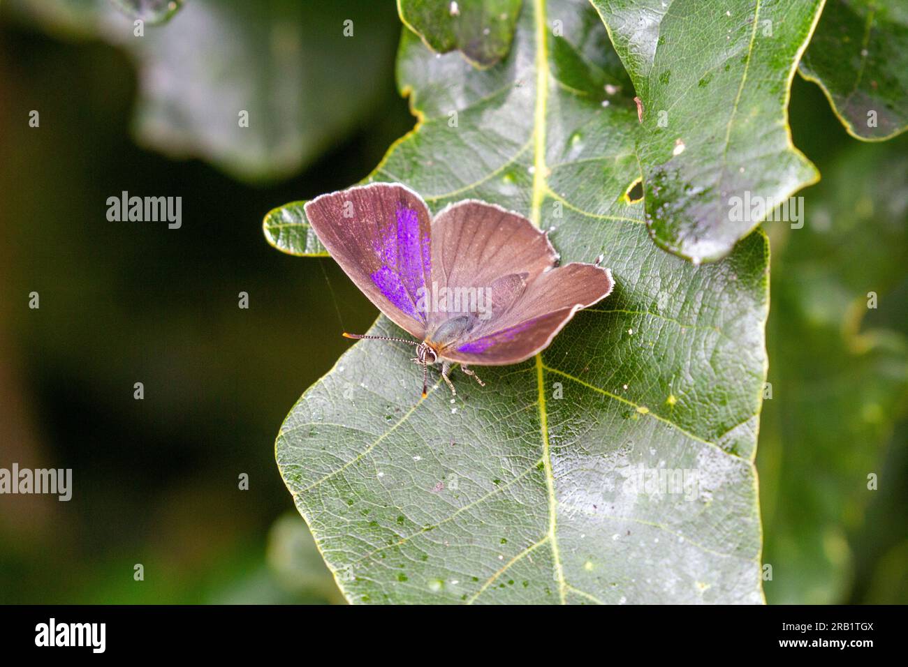 Purple Hairstreak butterfly Favonius quercus  on oak leaves at the Butterfly Conservation nature reserve at Prees Heath  Shropshire Stock Photo