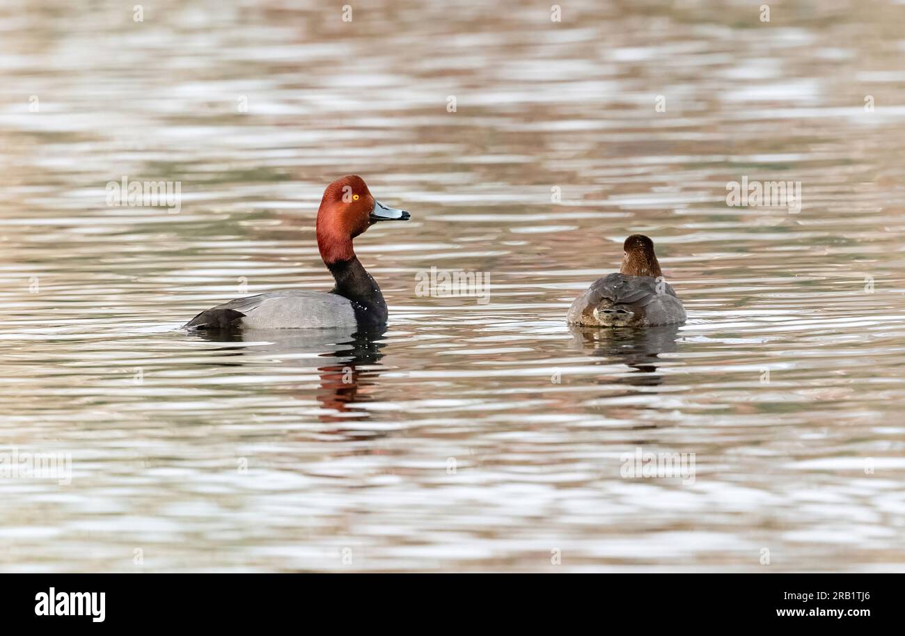A Redhead duck with an elongated neck, attempting to catch a female's attention as breeding season approaches. Stock Photo