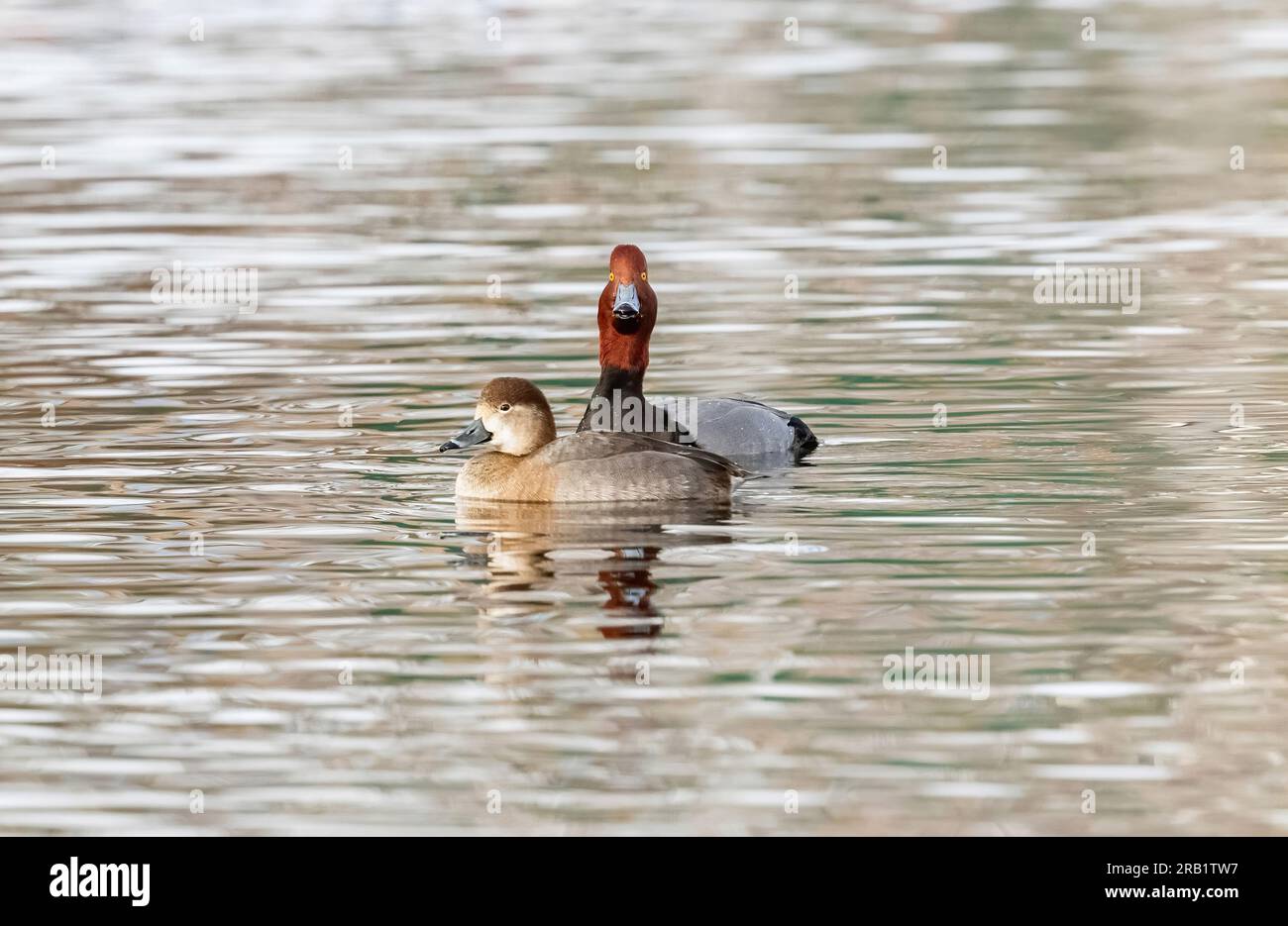 A Redhead duck with a long outstretched neck performing a courtship ritual behind a female. Stock Photo