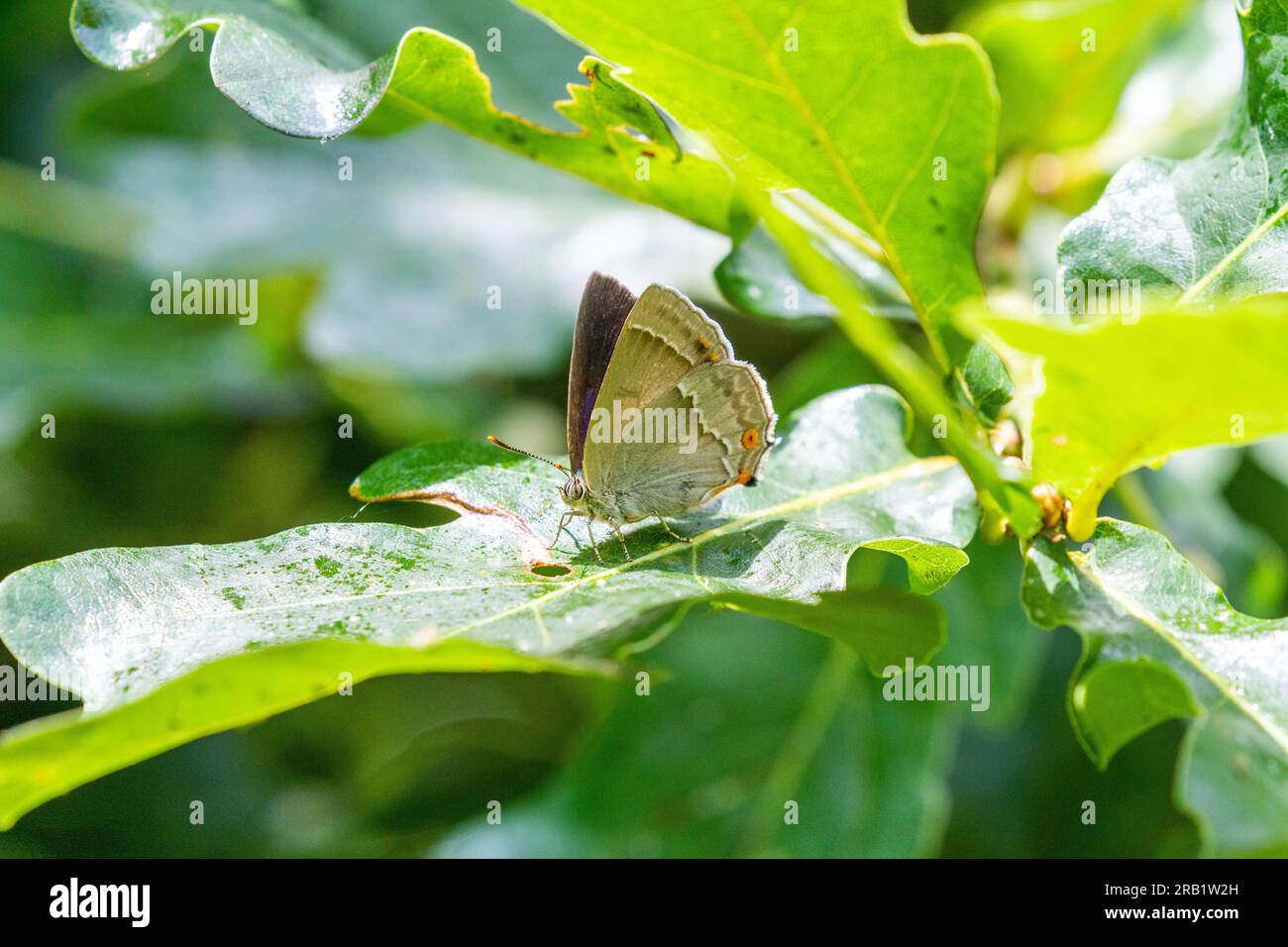 Purple Hairstreak butterfly Favonius quercus  on oak leaves at the Butterfly Conservation nature reserve at Prees Heath  Shropshire Stock Photo