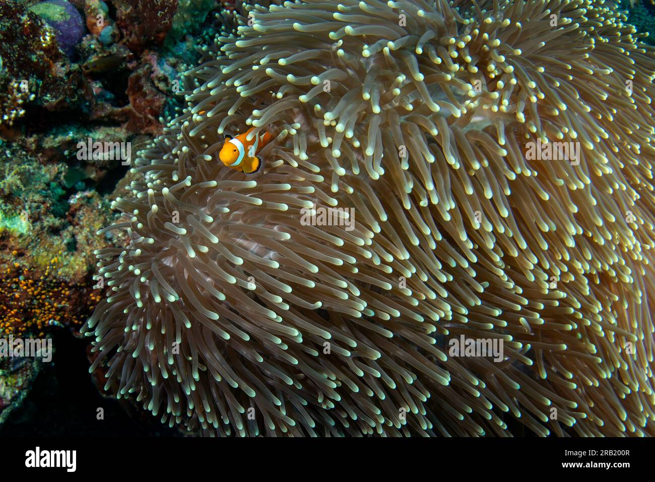 False clown anemonefish on the bottom. Ocellaris clownfish in symbiosis with the anemon. False percula clownfish during dive in Raja Ampat. Small oran Stock Photo