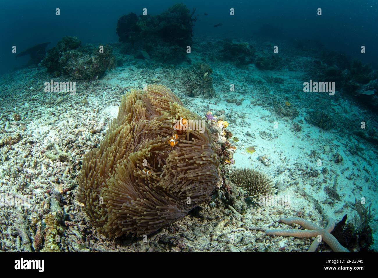 False clown anemonefish on the bottom. Ocellaris clownfish in symbiosis with the anemon. False percula clownfish during dive in Raja Ampat. Small oran Stock Photo