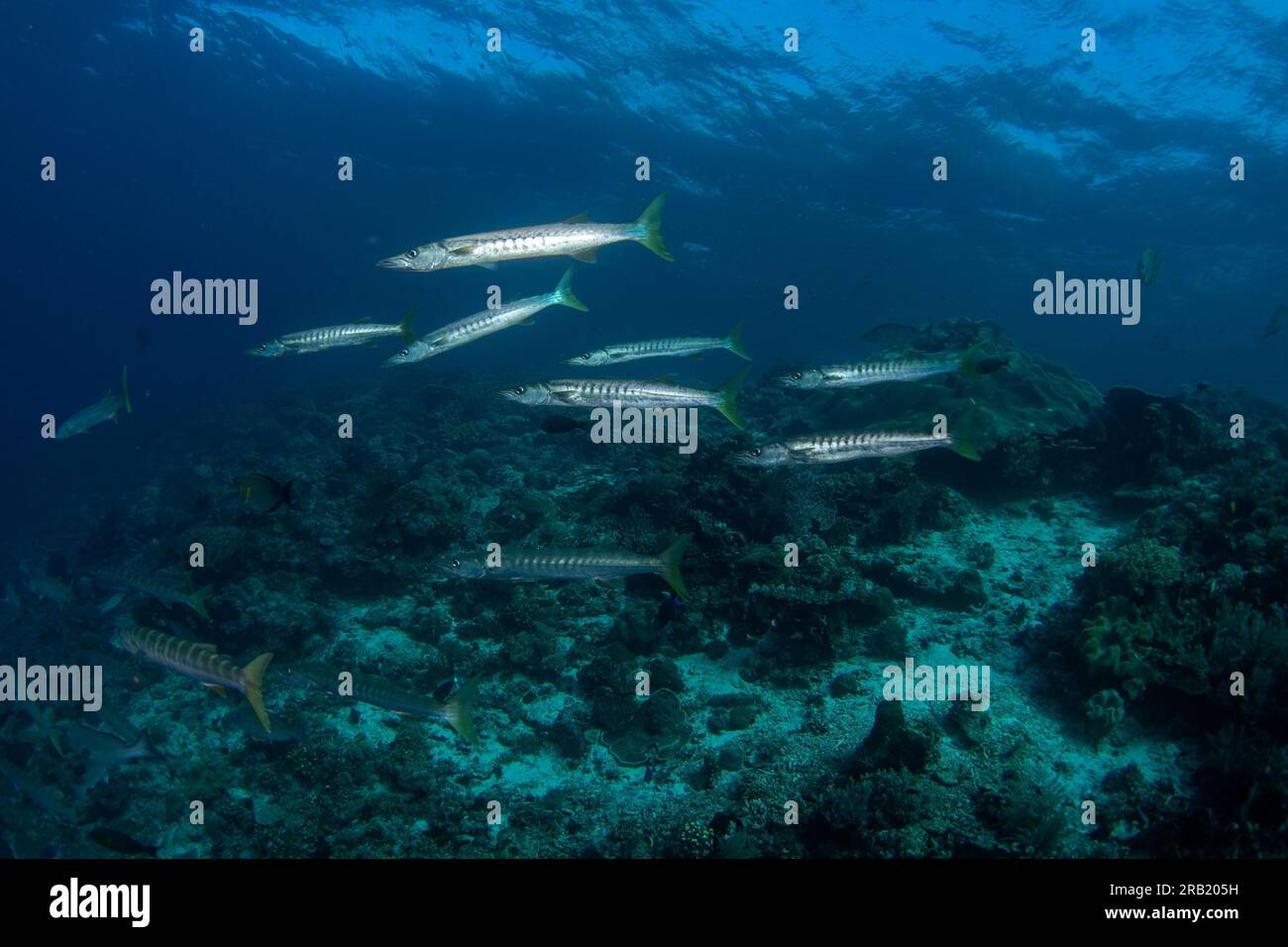 Pickhandle barracuda are swimming in the shoal. Barracudas near the sea bed in Raja Ampat. Indonesia marine paradise. Stock Photo