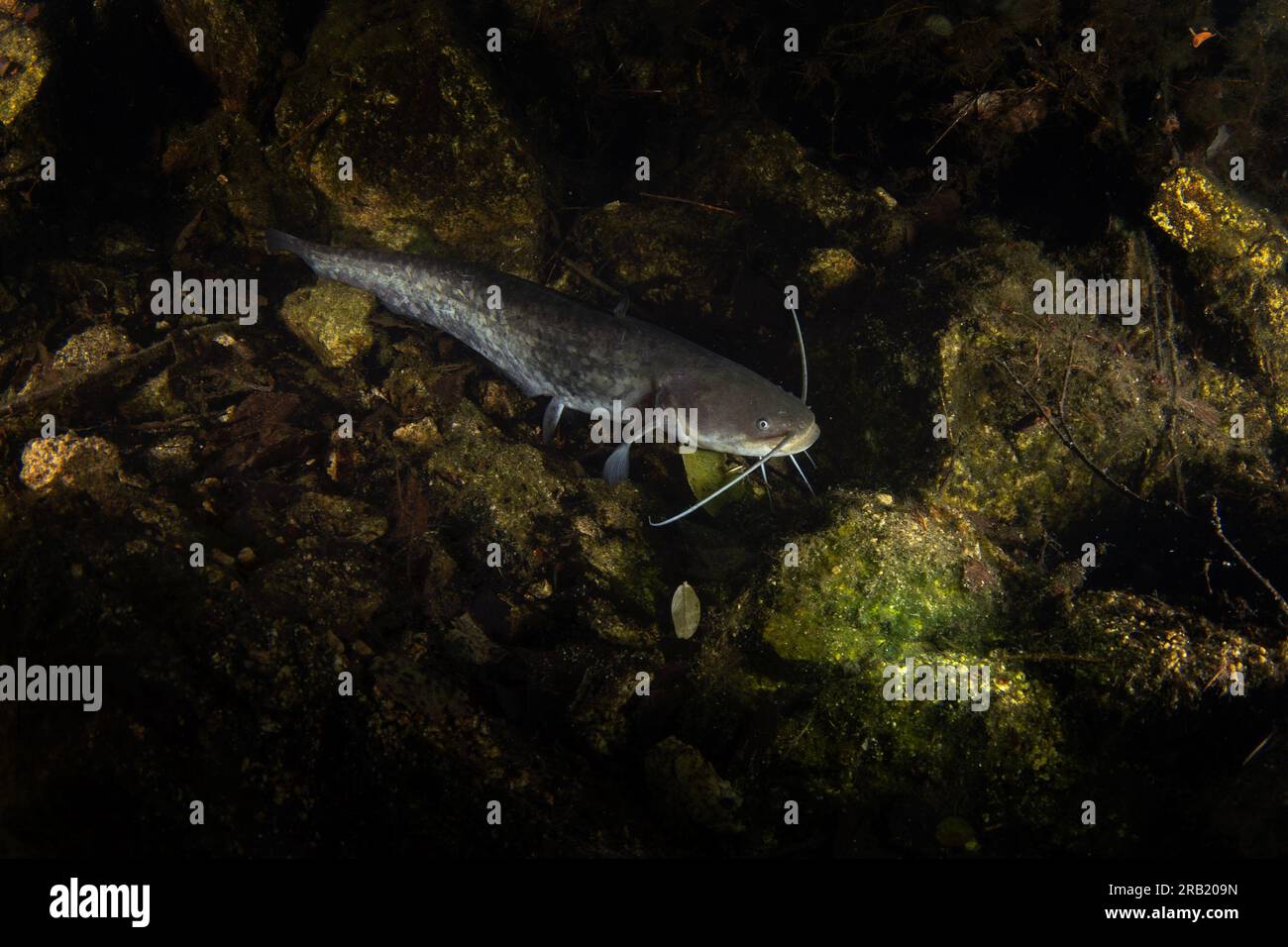 Wels catfish is laying on the bottom. Wels during night dive in the lake. European water. Stock Photo