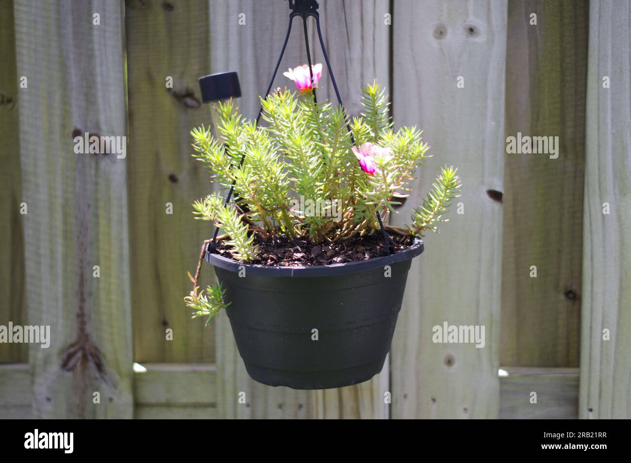 Planters hanging basket hi-res stock photography and images - Alamy