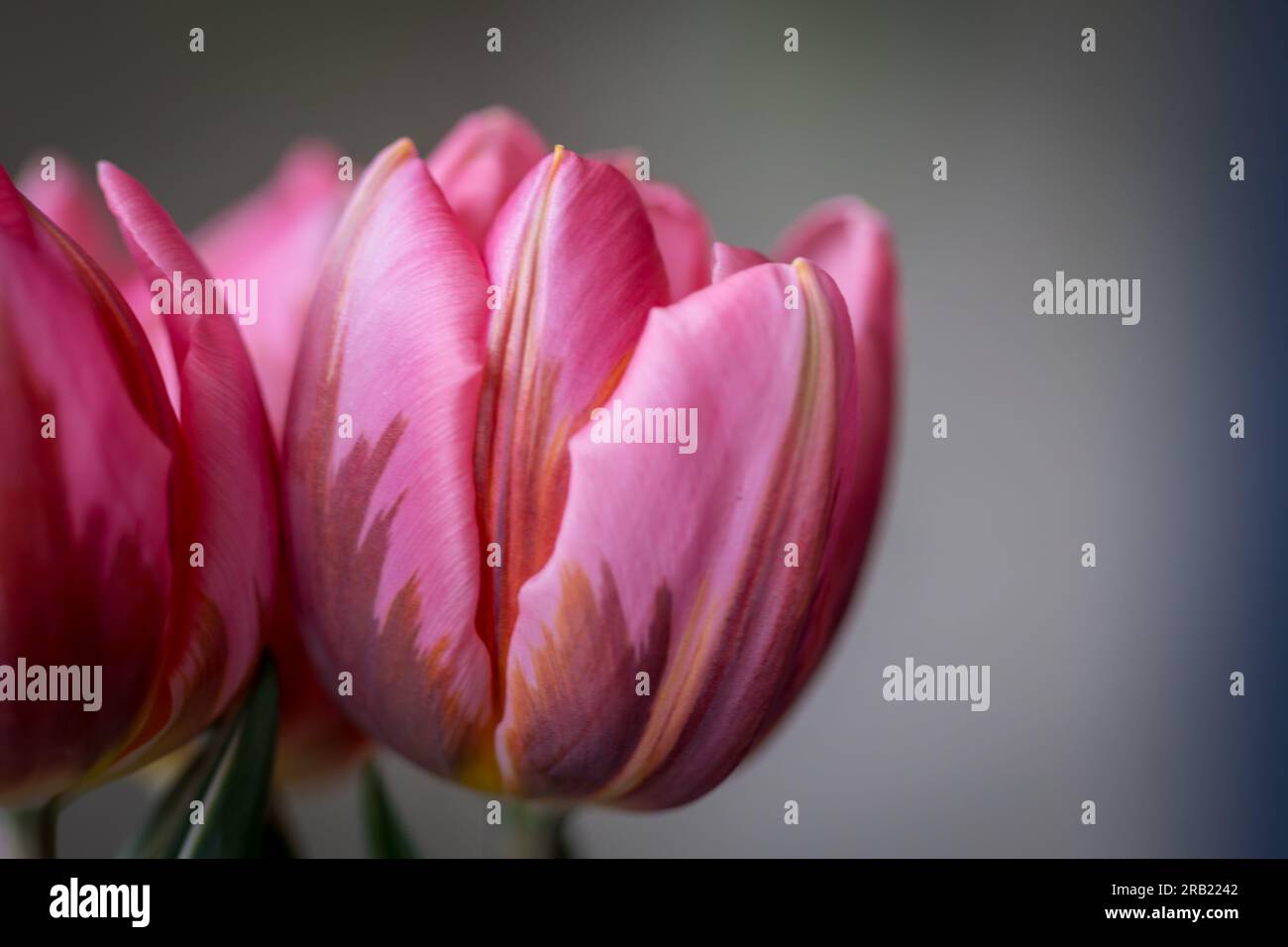 Pink tulip blooms hi-res stock photography and images - Alamy