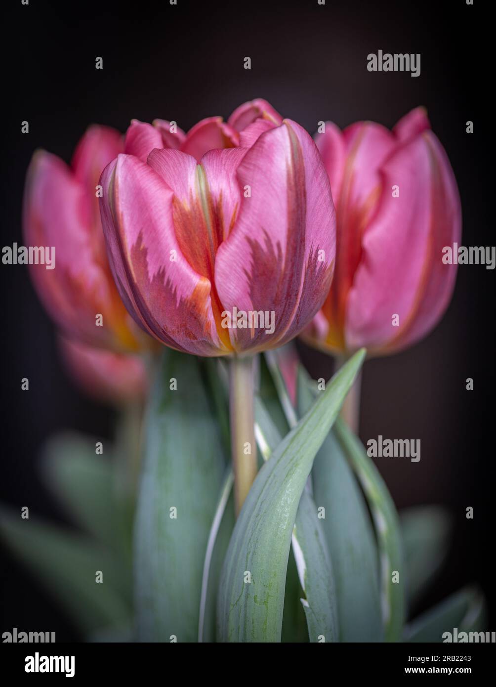 Pink tulip blooms hi-res stock photography and images - Alamy
