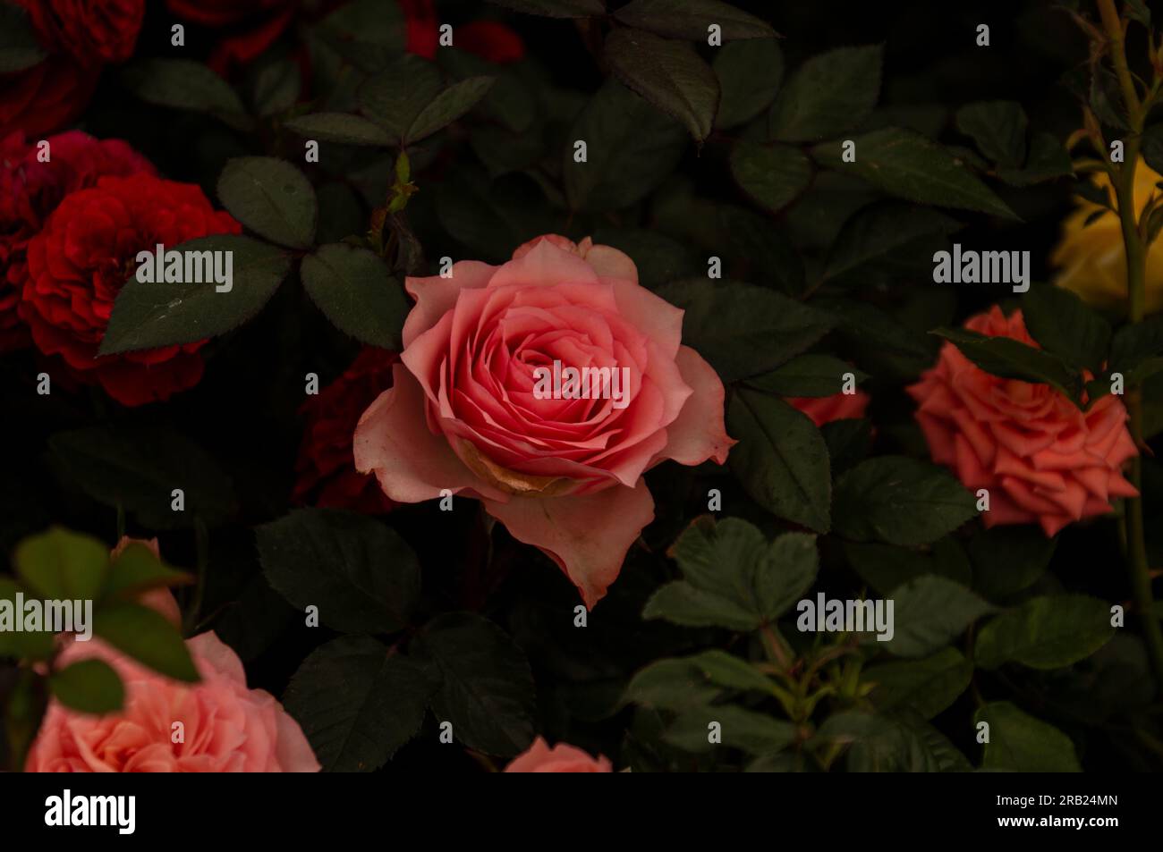 Pink Rose on dark leaf background Stock Photo