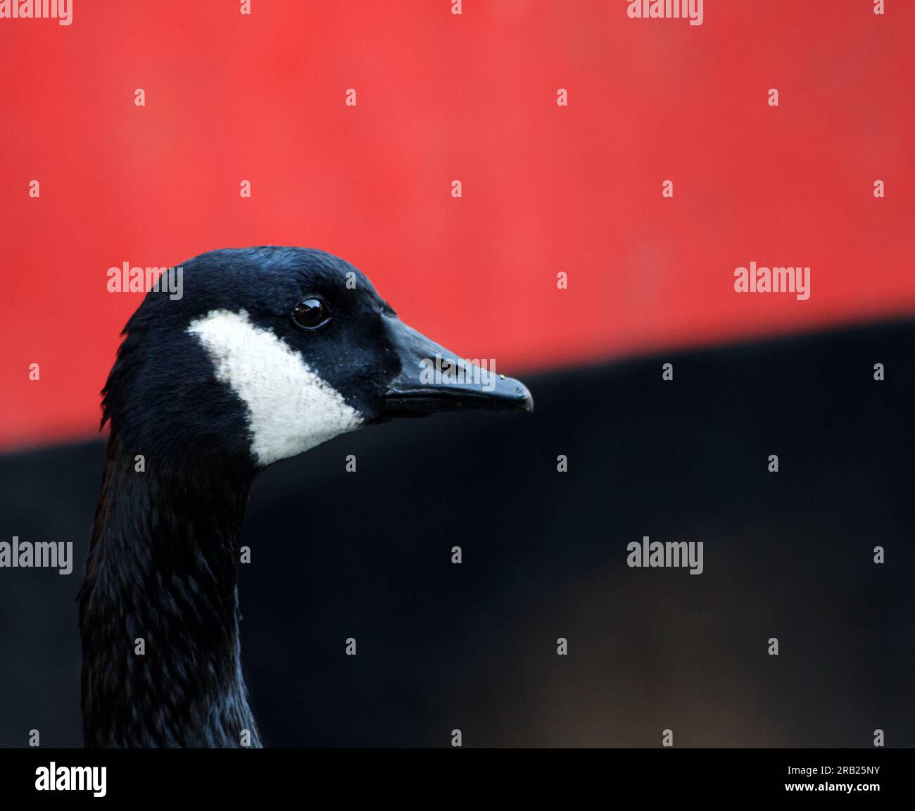 Goose beak red hi res stock photography and images Alamy
