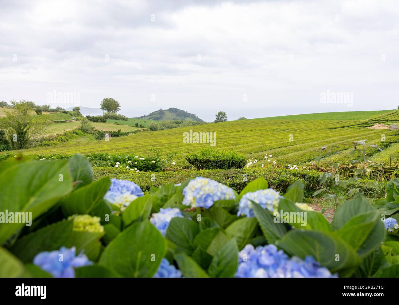 Azores hydrangea farm hi-res stock photography and images - Alamy