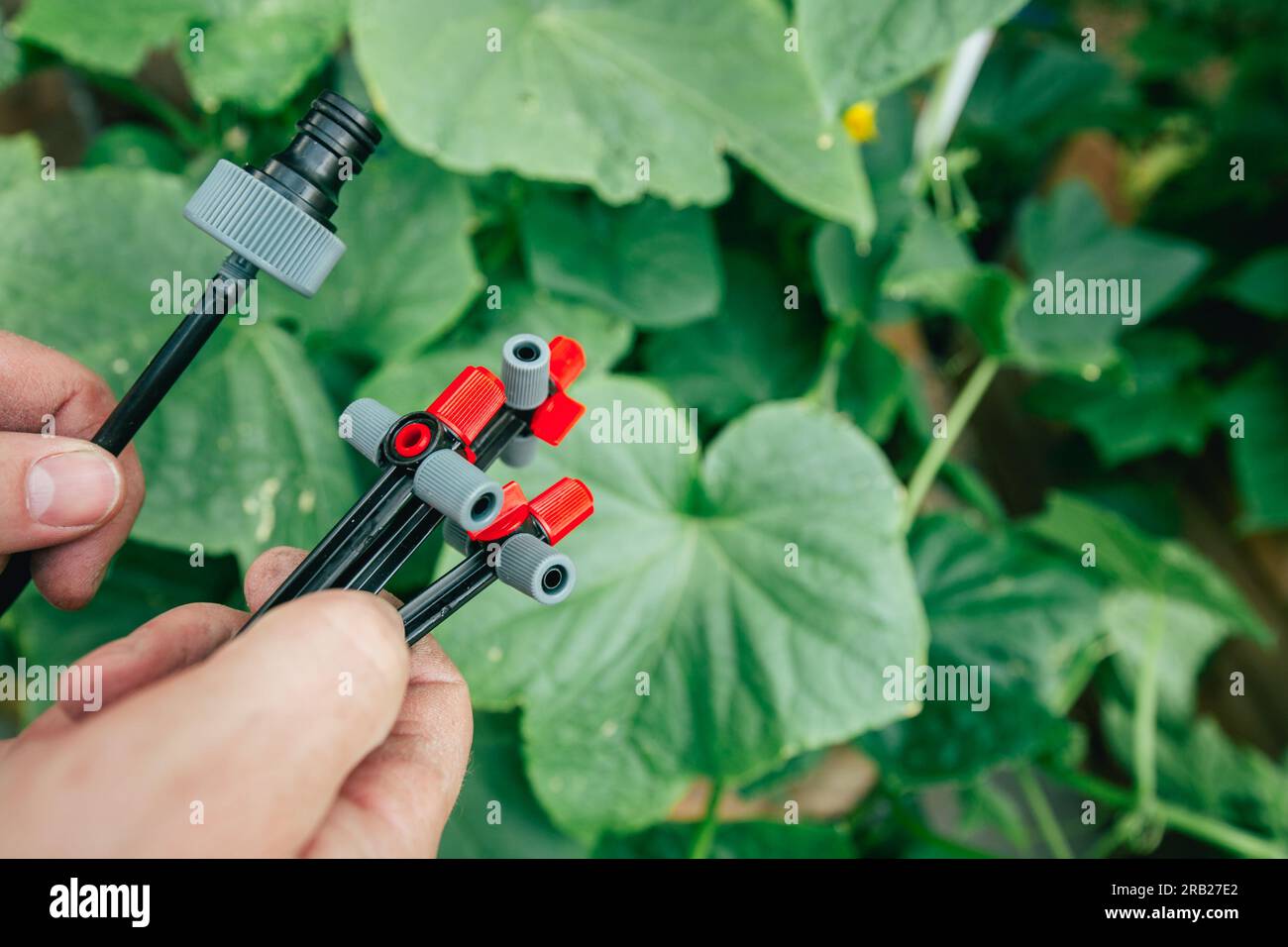 Drip hose and sprinkler in hands in a green summer garden.Irrigation