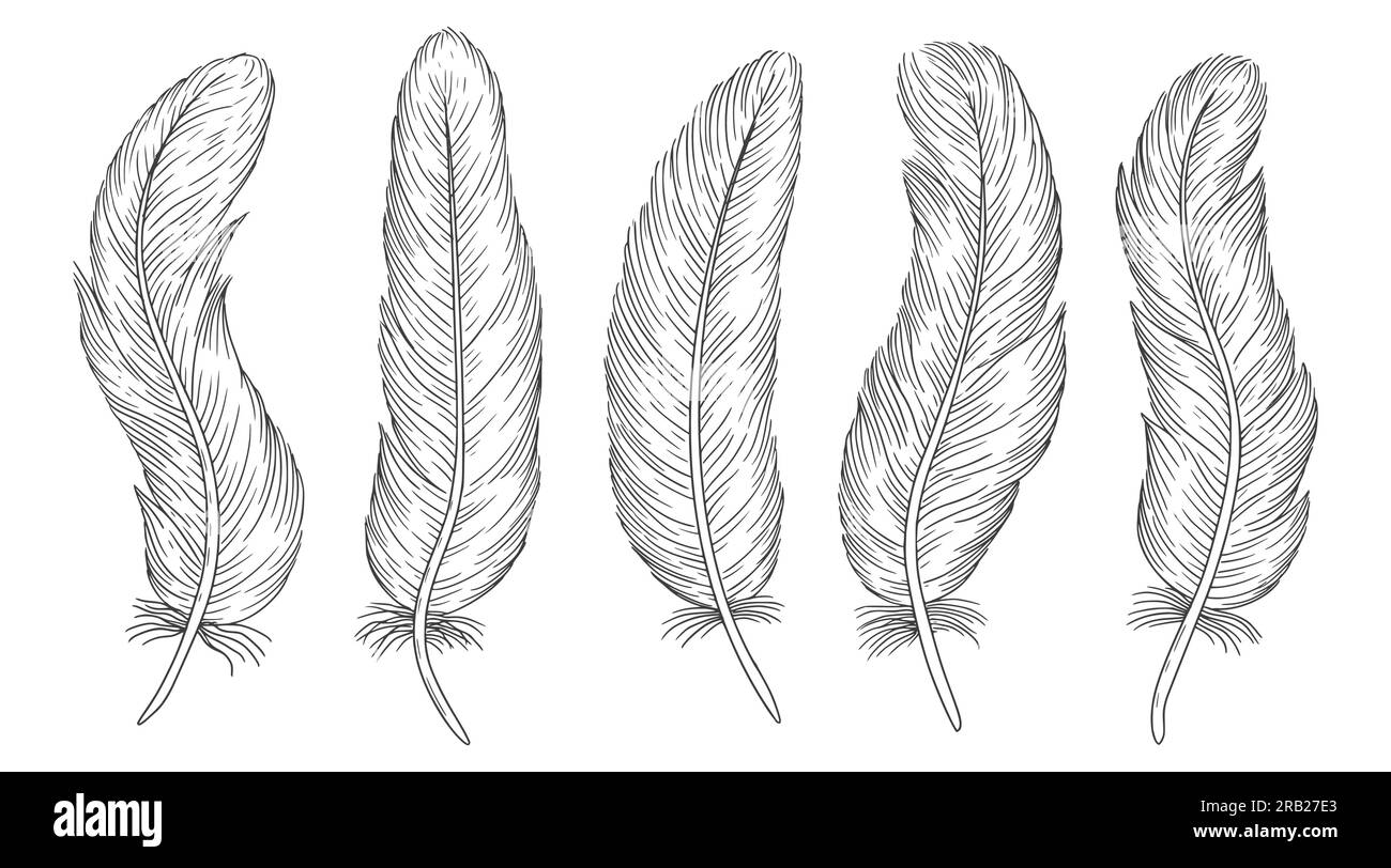 Set of bird feathers. Hand drawn illustration Stock Vector Image & Art ...