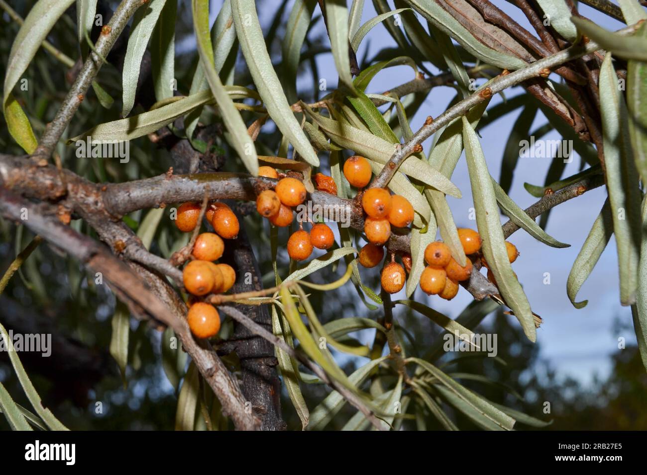 Green branch with bright ripe orange sea buckthorn berries gently swaying in wind. Sea Buckthorn berries on a branch with torns - Shallow depth of field. High quality photo Stock Photo