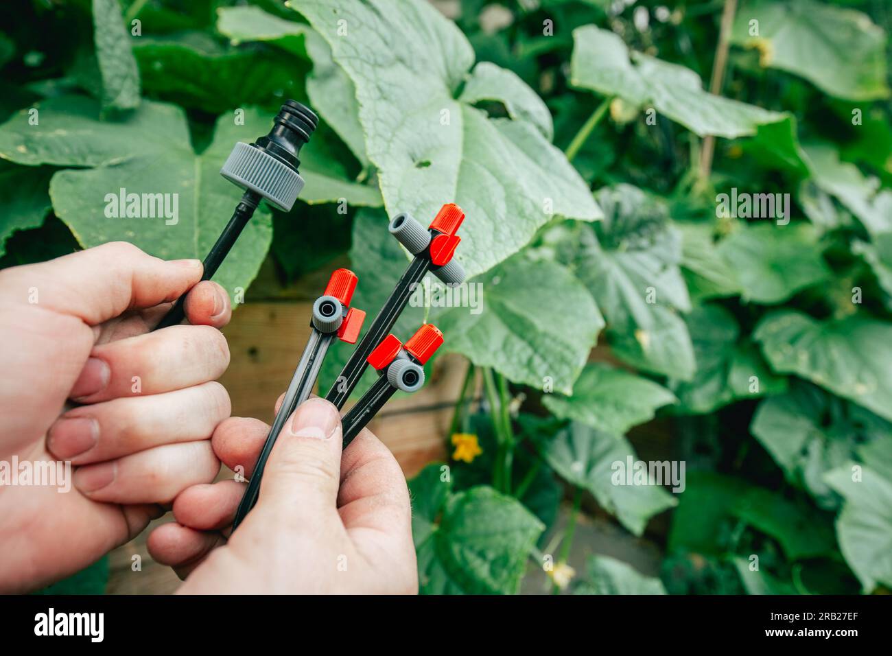 Drip irrigation.Equipment for gardens and orchards. Drip hose and