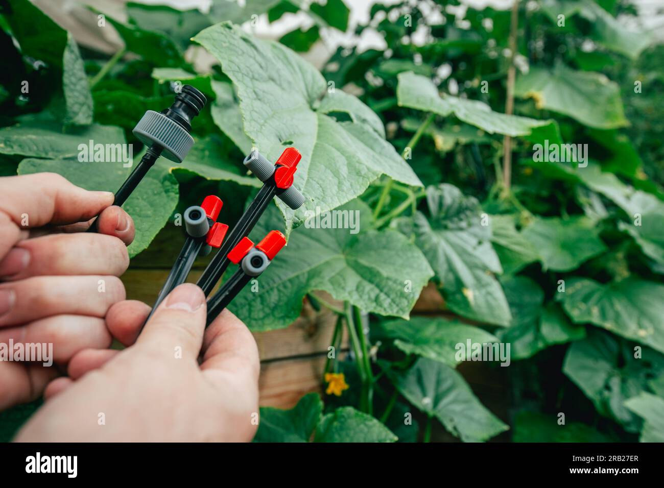 Drip irrigation.Equipment for gardens and orchards. Drip hose and