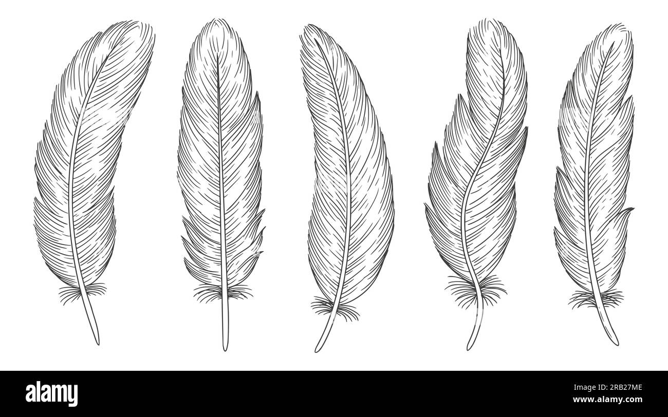 Set of bird feathers. Hand drawn illustration Stock Vector Image & Art ...