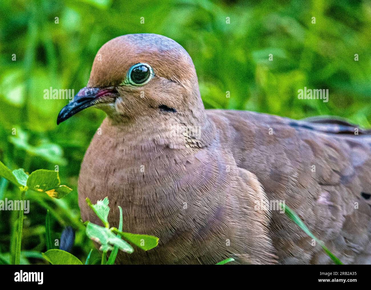 Mourning dove (Zenaida macroura) A graceful dove that lives throughout