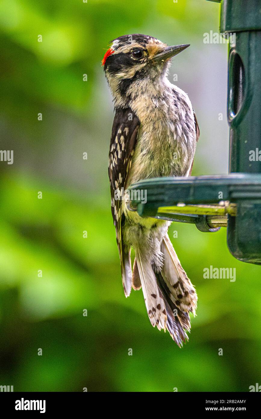Ptaki hi res stock photography and images Alamy