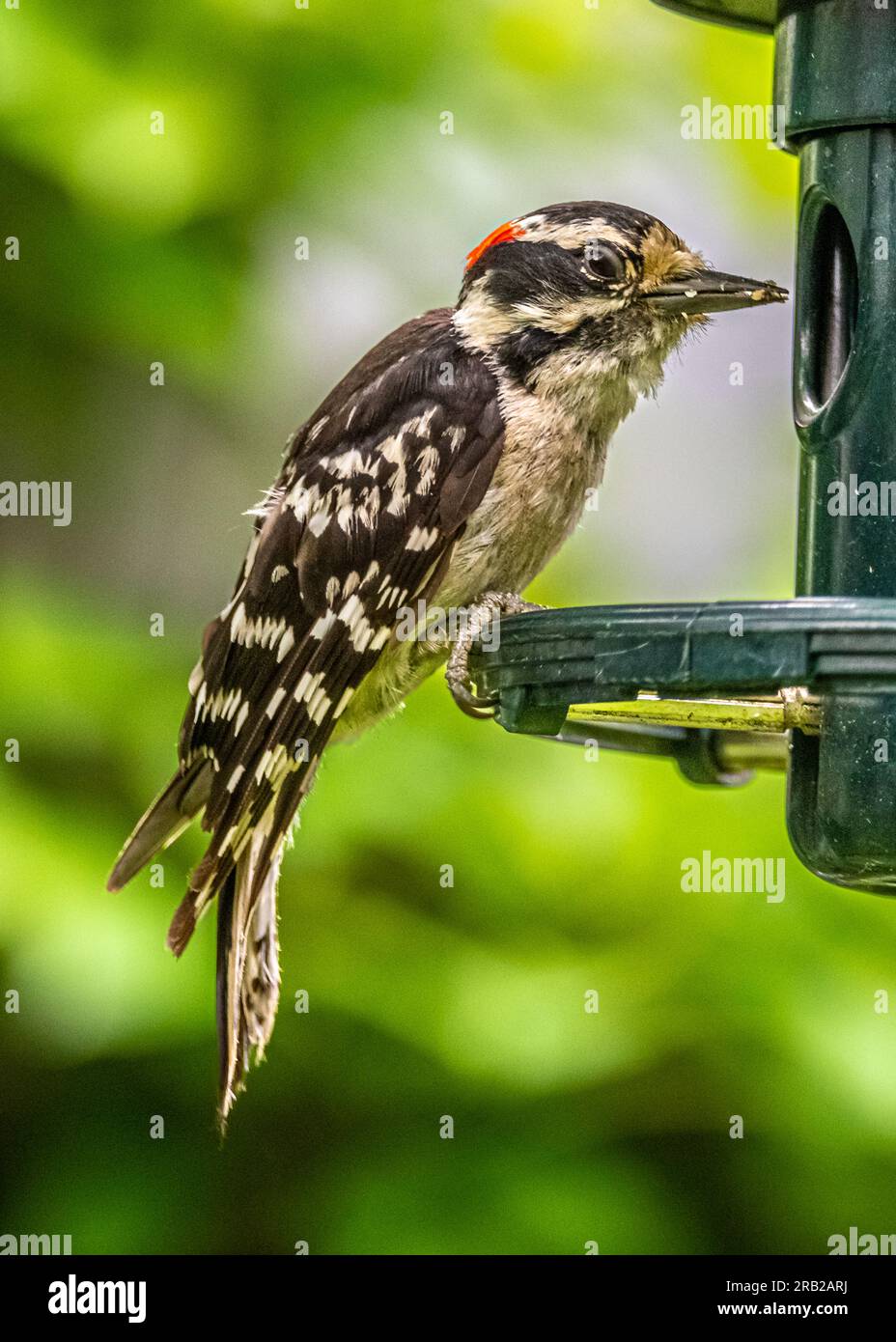 Downy Woodpecker. Visited the garden and sat on the bird feeder. Eating sunflower seeds. Stock Photo