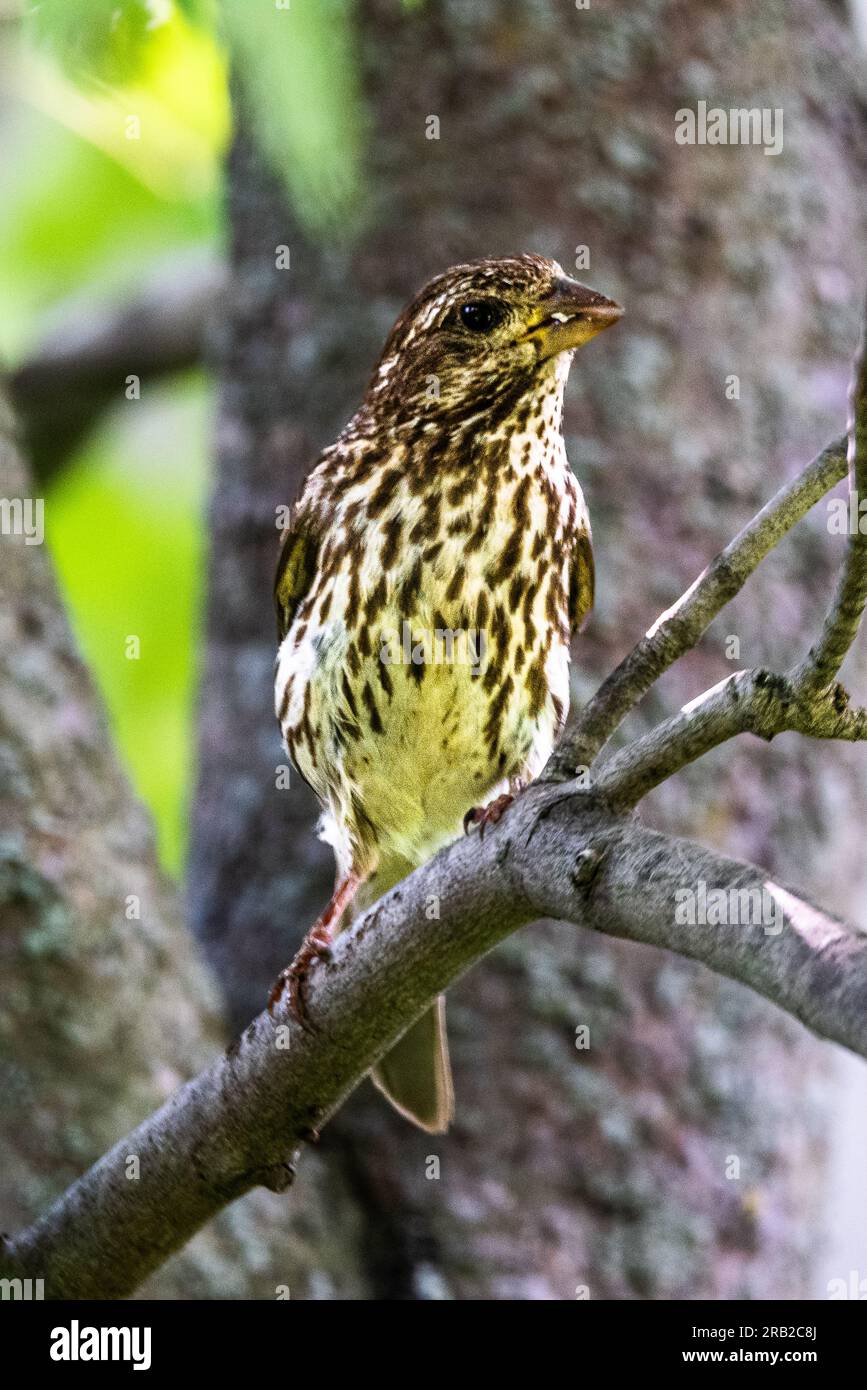 Pine Siskin. I might be wrong. I met him among the leaves of a maple tree. Stock Photo