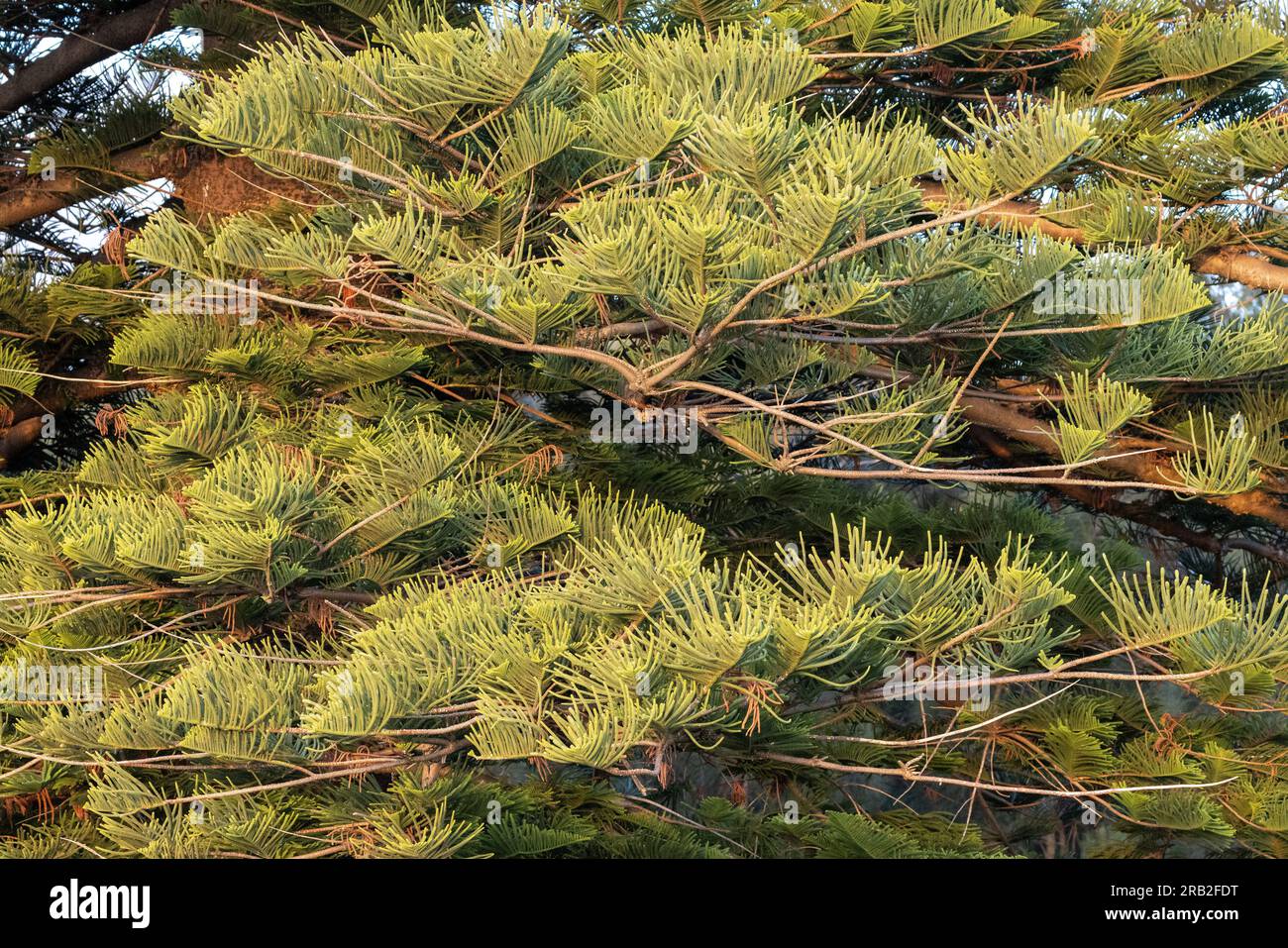 Close up of Norfolk Island Pine Tree Stock Photo